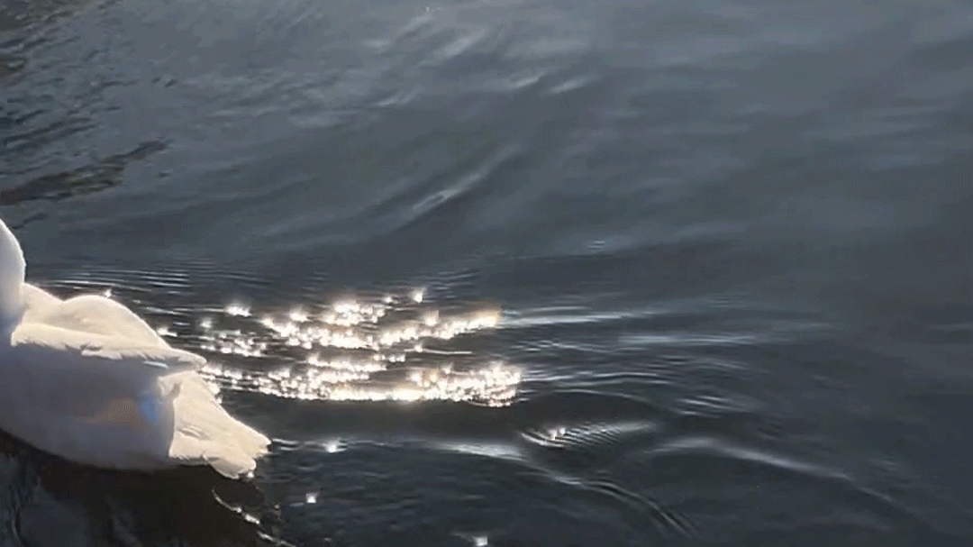 Soft wakes shimmer in the sunlight as the actually Muscovy Duck glides through the water.