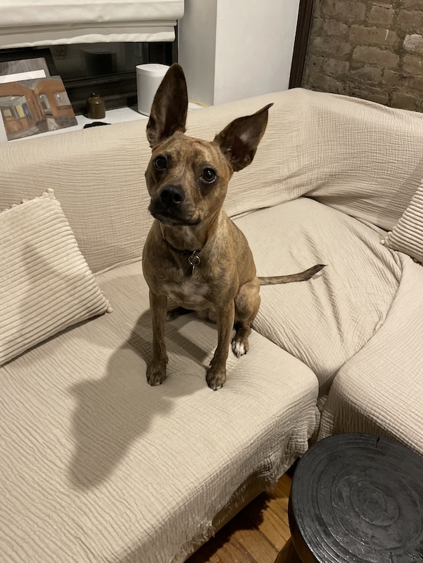 An image of a very cute dog sitting on a couch and tilting its head slightly.