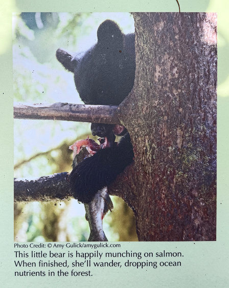 Public signage from a forest trail depicts a small black bear eating a salmon. The description reads: "This little   
  bear is happily munching on salmon. When finished, she'll wander, dropping ocean nutrients in the forest."