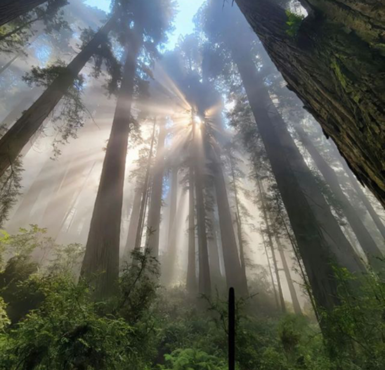 Afternoon light streams through a towering tree canopy, diffracted by the cool, misty air.