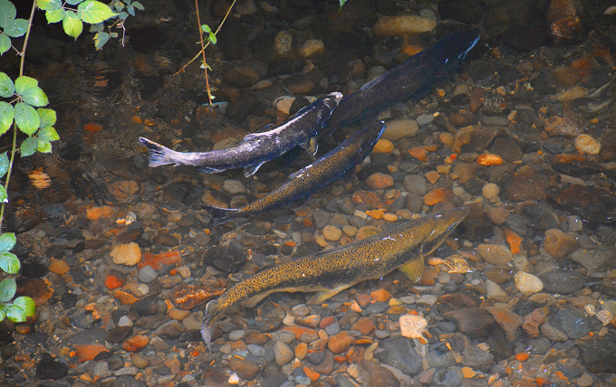 Four medium-sized coho salmon finding a gentle spot to rest in the Cedar River.