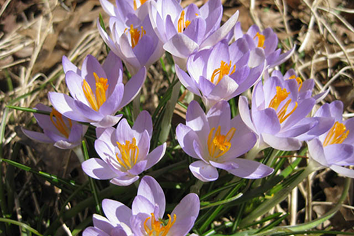 A small patch of crocus flower, with light purple crowns and saffron yellow centers.