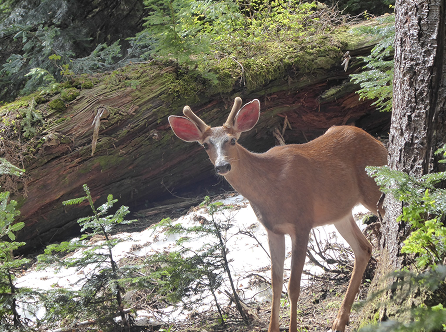 A small, black-tailed deer looks curiously at the camera. Behind her is a thin stretch of snow, and a large fallen tree covered in moss.
