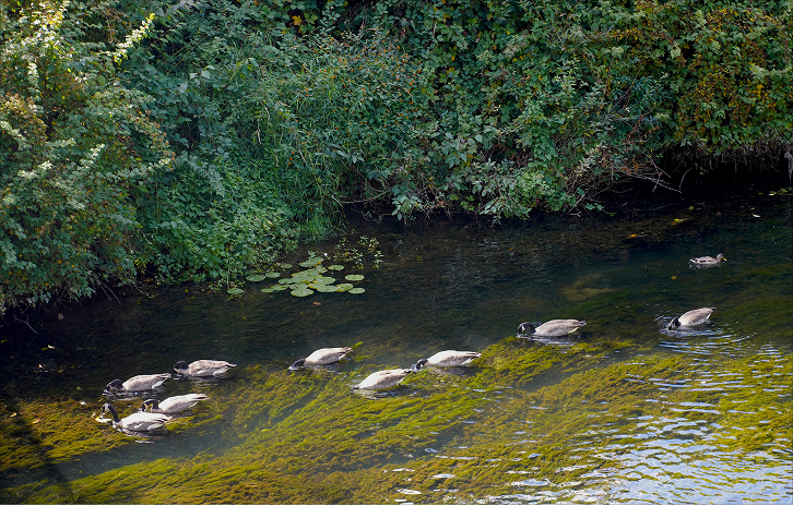 A flock of geese feeding in the Duwamish River after a rush of salmon just passed through.