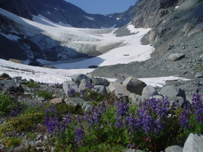 Glacier Peak in the North Cascades in the summer. A thin blanket of snow still covers the mountain, melting gradually into a bed of lupine flower.