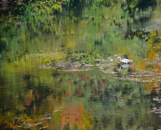 A small blue heron sits at the edges of the Cedar River. The water is calm and relaxed, reflecting the vibrant autumnal hues of the surrounding forest.
