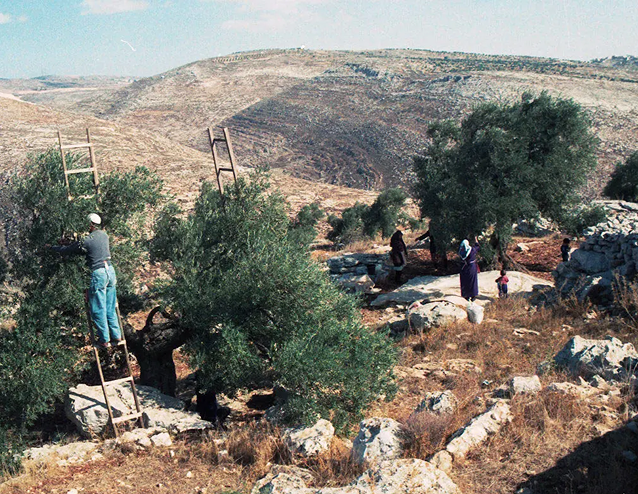 A small olive grove in the rolling hills of Palestine, 1999. Men, women, and children pick the olives, some using ladders to help.