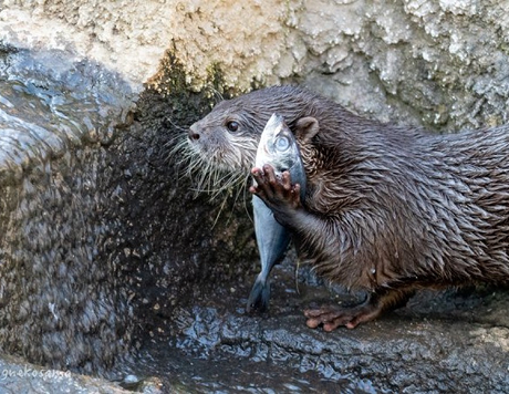 A cute river otter holding up a small fish to his ear. He looks like he's taking a call.