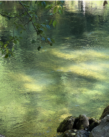 Sunlight passes through the trees and illuminates the river bank with bright green.