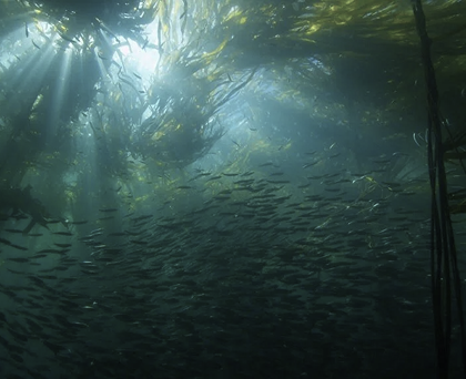 A school of fish swimming through a forest of bull kelp in the Salish Sea.